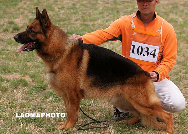 V2 1034* Erko of Fable Land，公，2005-03-06，A05-070，CSZ8001738  犬主：李经涛