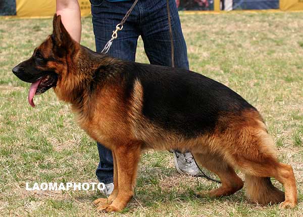 V3 1030* Hasko von WeiSheng，公，2007-02-23，CJS4122，CSZ47772  犬主：赵显生