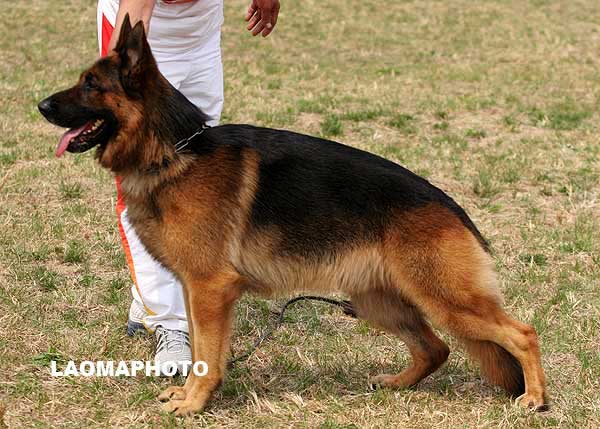 V4 1015* Ban von SenBei，公，2005-06-17，CEF2080，CSZ19912  犬主：朱玉宝