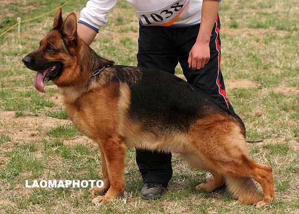 V5 1038* Wando von JingPin，公，2005-11-01，CXF0951，CSZ22182  犬主：周长超