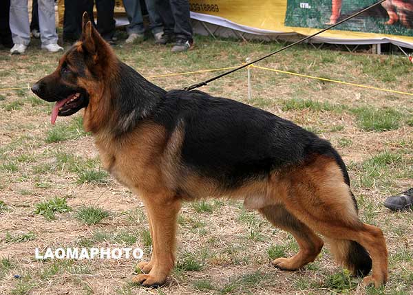 SG4 3036* Ogys von JinDe，公，2007-05-11，CKF8696，CSZ48129  犬主：蔡斌
