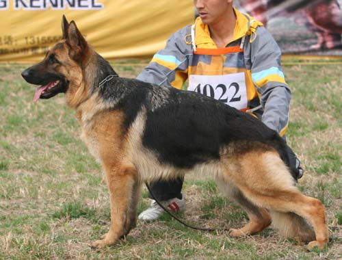 SG3 4022 Geffi von ErTu，母，2007-04-21，CJM4626，CSZ84667  犬主：王伟(老佘)