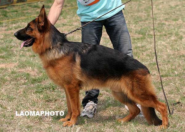 SG4 5041 Hanno vom Welsetal，公，2008-03-05，D-G6464，CSZ8002022  犬主：孙小东