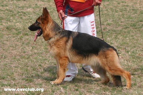 SG2 6054 Lala von Dossel，母，2007-12-30，CAA7365，CSZ64562  犬主：韩彬