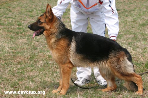 SG4 6071 Clasn von Odin，母，2008-02-08，CAA7792，CSZ67234  犬主：李深义