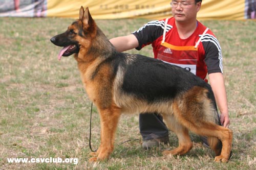 VV4 7018 Dux von NiHao，公，2008-05-31，CFS5354，CSZ89483  犬主：王华凯