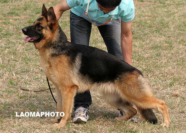 vv3 8022 Dalin von SenBao，母，2008-04-24，CKA3236，CSZ72739  犬主：孙宝森