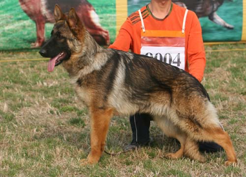 vv3 9004 Enso von DeLe，公，2008-09-13，CHZ3261，CSZ87178 犬主：李志刚