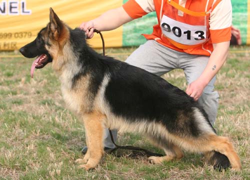vv5 9013 Dakotar von LaoHaiMoTe ，公，2008-10-8 ，CHZ3228，CSZW87150  犬主：海干民