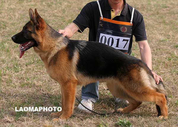 vv4 0017 Cristin von GangXing，母，2008-08-21，CFZ3650，CSZ87801  犬主：江洪尧