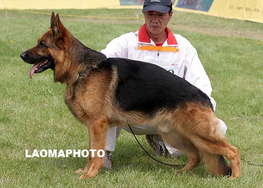 V1 1038* Uran von der Wilhelmswarte ，公，2005-01-21， K-C2621，CSZ8001994，犬主：赵勇(建华)