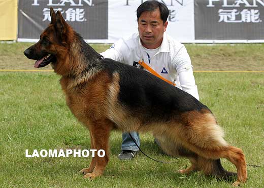 V3 1048 Dino von der Glockenheide，公，2007-04-14，W-A3423，CSZ8002083，犬主：林永培