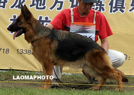 V1 2086* Jadia von ZhenDe，母，2005-07-16，CKF2711，CSZ18039，犬主：樊永利