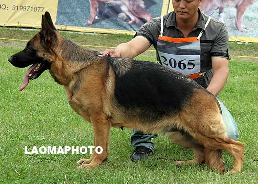 V2 2065* Abbi von YueYang，母，2006-05-05，CLM7913，CSZ32575，犬主：杨骏