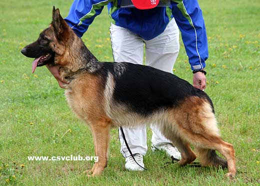SG2 6031* Eila von JingXing，母，2008-03-06，CKA2371，CSZ66843，犬主：李经涛
