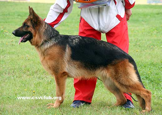 SG3 6037 Hellen von Hakata Kakinoki，母，2007-12-26，M1925，CSZ8002028，犬主：华洪