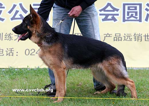 VV1 7004 Joker von ZhongHao，公，2008-07-15，CEZ1736，CSZ85055，犬主：田丰卫