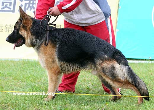 VV2 7002 Boriso von ZhanSheng，公，2008-07-20，CLZ5265，CSZ86778，犬主：王占胜