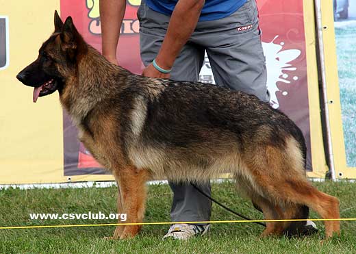 VV1 8012 Betsi von Seven Seven One，母，2008-06-25，CDZ0475，CSZ83677，犬主：庄连生