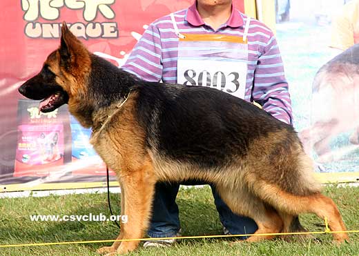VV3 8003 Aisha von XiangRui，母，2008-07-18，CDZ0230，CSZW79093，犬主：王晓祥