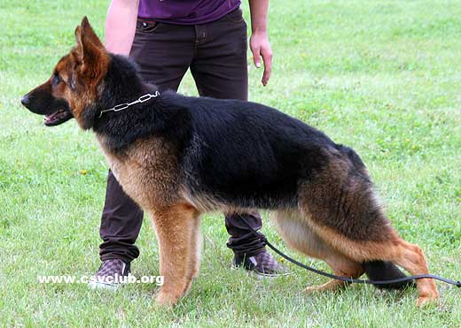 VV4 8017 Eisa von FangDe，母，2008-05-21，CDZ0402，CSZ82153，犬主：张占鳌