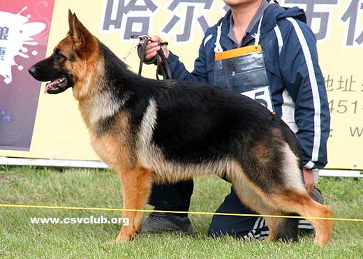 VV5 8015 Birba von LiFeng，母，2008-05-28，CDZ0302，CSZ81977，犬主：衣海峰