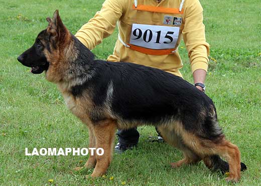 VV1 9015 Heilei`S von DongYu ，公，2008-10-12，CLZ9528，CSZ88366，犬主：孙德宇
