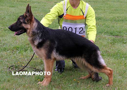 VV3 9012 Qunz von DeAiEr ，公，2008-10-16，CTW6850，CSZ90937，犬主：刘俊起