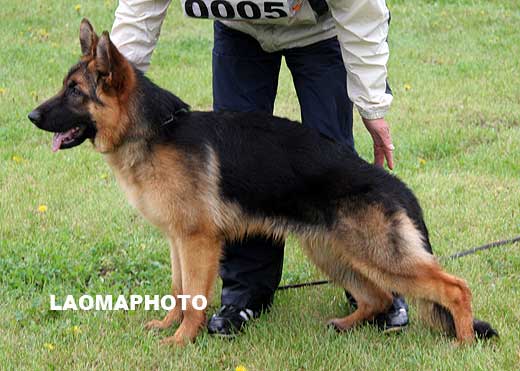 VV4 0005 Dosy von HaiLin，母，2008-11-02，CLZ3377，CSZW87331，犬主：唐柱林