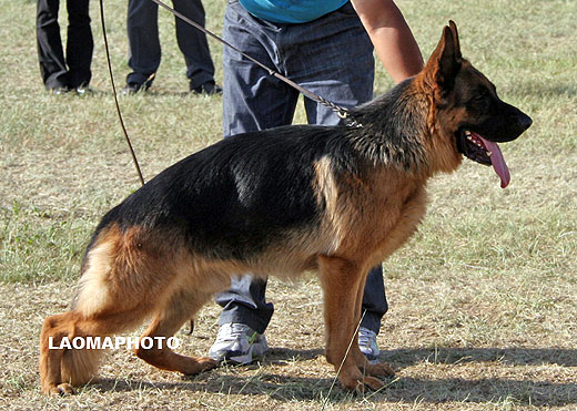 V1 1013 *Hasko von WeiSheng，公，2007-02-23，CJS4122，CSZ47772，犬主：赵显生