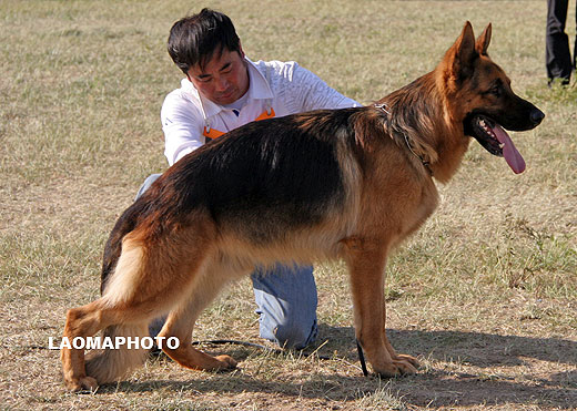 V3 1042 Vegas van Noort，公，2006-11-04，D-D1664，CSZ8002113，犬主：林永培