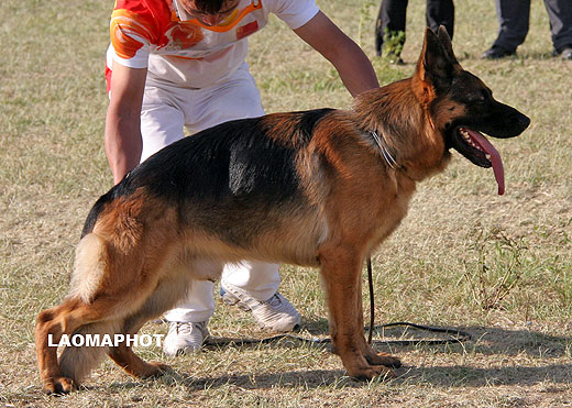V4 1012 *Belisar von Aurelius，公，2006-05-15，R-C0415，CSZ8001834，犬主：唐柱林