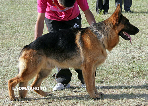 V5 1032 *Faid von ShanDian，公，2006-11-03，CAA1175，CSZ39895，犬主：梁根新