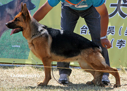 V2 2066 *Valka von WeiSheng，母，2006-04-08，CJF3232，CSZ32979，犬主：胡利东