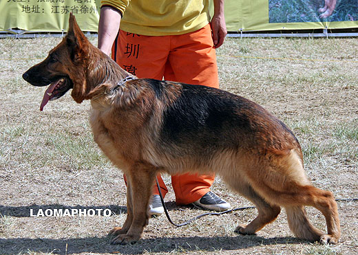 V3 2072 *Lie vom Starkenburg-Blick，母，2004-02-13，N-I3075，CSZ8001747，犬主：张明德