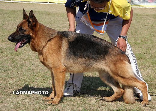V4 2026 *Emy von LongFa，母，2007-02-16，CLA0467，CSZ50263，犬主：马起