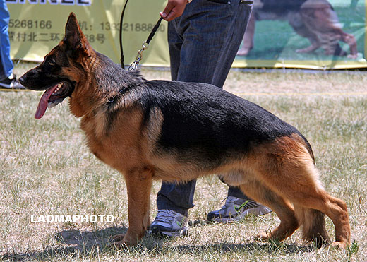 SG1 3004 *Malin von WeiSheng，公，2007-09-07，CJS4769，CSZ60403，犬主：赵莹