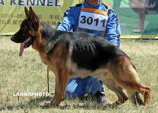 SG2 3011 *Cadonna von FangDe，公，2007-07-01，CLA1257，CSZ51826，犬主：孙德宇