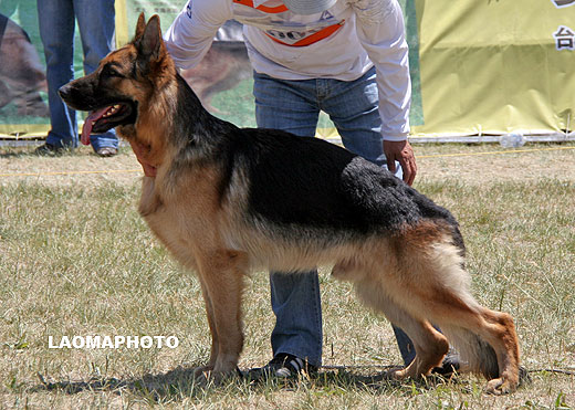 SG4 3006 *Lala von HongYa，公，2007-09-29，CKA0056，CSZ62125，犬主：周海成
