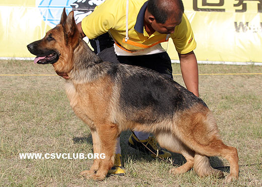 SG2 4015 * Aila von German，母，2007-11-04，CAA3161，CSZ66632，犬主：杨素辰