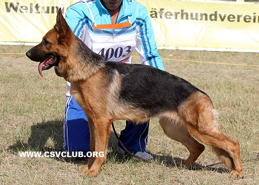 SG3 4003 Caisa von XinPeng，母，2007-09-18，CTS3694，CSZ59158，犬主：李蕴庭
