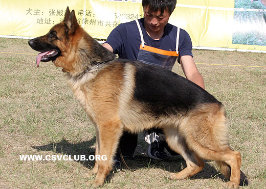 SG4 4039 Yaki von TianYi，母，2007-10-16，CKA6101，CSZ57459，犬主：赵振平