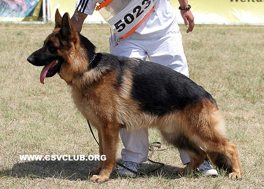 SG3 5023 Urk of Tai An Kennel，公，2008-05-01，A08-038，CSZ8002087，犬主：胡晓军