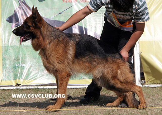 SG4 5020 * Caius von ShanDongXingDe，公，2007-12-08，CDF3415，CSZ63875，犬主：赵振平