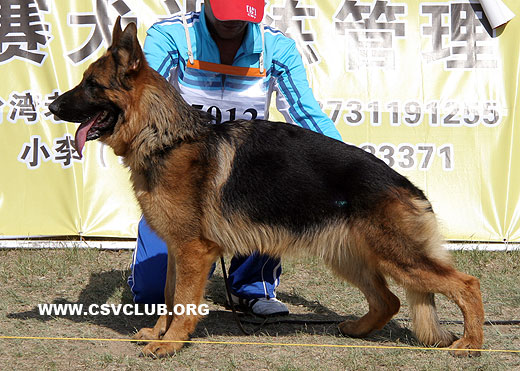 SG5 5012 * Zante von JinRuiCheng，公，2008-01-26，CTS4223，CSZ72589，犬主：邵泽民
