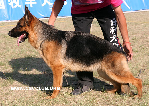 SG1 6082 Jani von XinYiDa，母，2008-03-28，CAA4904，CSZ82857，犬主：郑毅洁