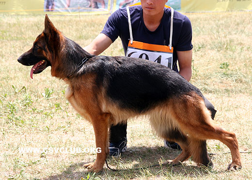 SG2 6041 * Aifi von TianYi，母，2007-12-06，CKA0196，CSZ61674，犬主：赵振平