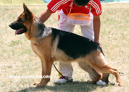 SG3 6040 * Genie von TianYi，母，2008-04-11，CKA6706，CSZ78061，犬主：赵振平
