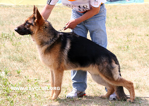VV1 7010 Katte von Hakata Kakinoki，公，2008-07-30，M1969，CSZ8002114，犬主：林永培