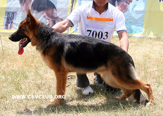 VV3 7003 Bino von XinDe，公，2008-07-08，CWZ9852，CSZ88723，犬主：莘民